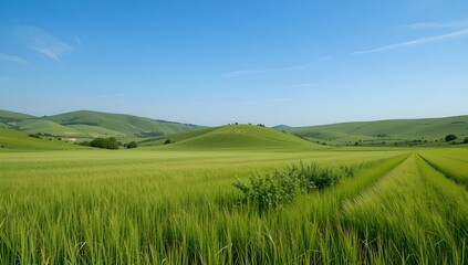 Fototapeta premium Scenic landscape featuring a lush green grass field under a clear blue sky, capturing the beauty of nature in a peaceful outdoor setting. 
