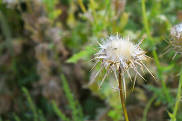 Pink milk thistle flower on green background, Field with Silybum marianum (Milk Thistle), Medical plants. Blessed milk thistle pink flowersin field. Silybum marianum herbal remedy plant. Banner.