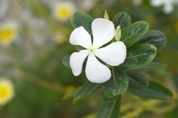 Close-up view of White madagascar periwinkle, The scientific name is Catharanthus roseus, White periwinkle flower closeup, Cape Periwinkle, Graveyard plant, Madagascar Periwinkle, Old Maid, closeup