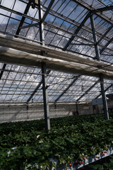 Fototapeta premium Rows of vibrant strawberry plants thrive inside a modern greenhouse with a snowy mountain backdrop, showcasing sustainable winter farming practices and eco-friendly agricultural innovation.