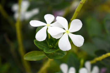 Close-up view of White madagascar periwinkle, The scientific name is Catharanthus roseus, White...