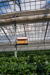 Beehive box mounted inside a modern greenhouse over rows of lush green strawberry plants. Sustainable pollination and eco-friendly farming method in a controlled agricultural
