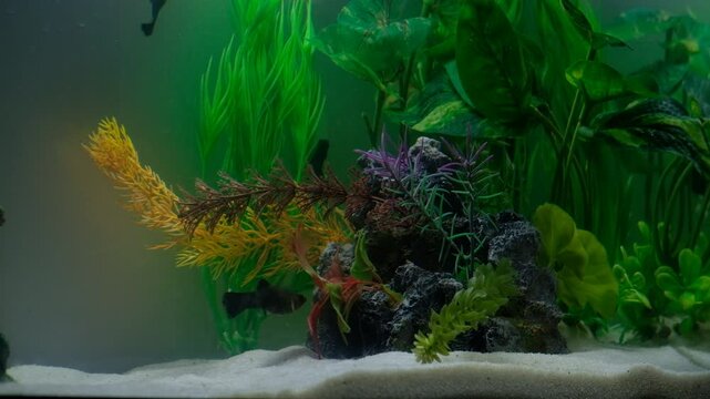 Peixes Moly preto e laranja no aqu&aacute;rio