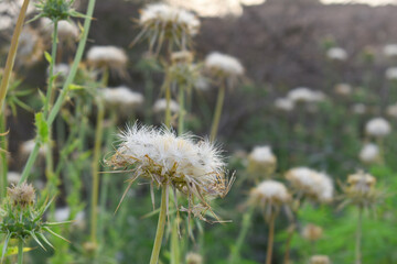 Pink milk thistle flower on green background, Field with Silybum marianum (Milk Thistle), Medical plants. Blessed milk thistle pink flowersin field. Silybum marianum herbal remedy plant. Banner.