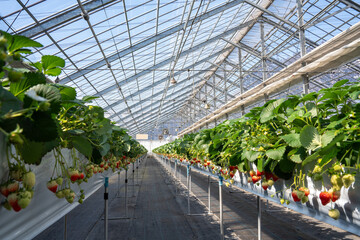 Fototapeta premium Rows of ripening strawberries in a high-tech greenhouse under natural sunlight. Sustainable farming using vertical hydroponic systems ensures efficient, eco-friendly fruit production even during 