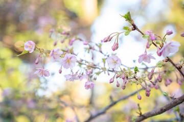 Close-up of blooming white plum blossoms in soft sunlight, symbolizing the arrival of early spring in Japan. The delicate petals and gentle bokeh create a dreamy, serene atmosphere in nature.
