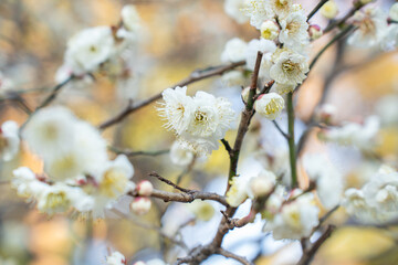 Close-up of blooming white plum blossoms in soft sunlight, symbolizing the arrival of early spring in Japan. The delicate petals and gentle bokeh create a dreamy, serene atmosphere in nature.