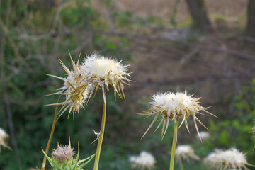 Pink milk thistle flower on green background, Field with Silybum marianum (Milk Thistle), Medical plants. Blessed milk thistle pink flowersin field. Silybum marianum herbal remedy plant. Banner.