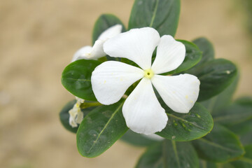 Close-up view of White madagascar periwinkle, The scientific name is Catharanthus roseus, White...