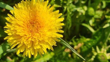 Close-up of yellow dandelion flower on green blurred background. Macro shot with copy space. Nature and springtime concept for design and print.