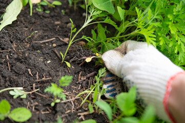 Obraz premium Removing weeds in the home garden. Cleaning the top layer of soil in the garden from plants. A hand in gardening gloves pulls out a weed