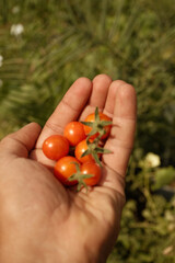 CLOSEUP OF Hand Holds Freshly Picked Cherry Tomatoes in Sunlight
