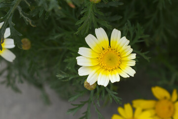 White Yellow Crown Daisy, Close-up of a white and yellow crown daisy flower, blooming in nature,...