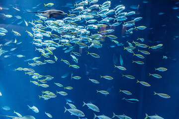 魚の群れ｜水族館 © yslab02
