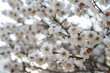 Close-up of blooming white plum blossoms in soft sunlight, symbolizing the arrival of early spring in Japan. The delicate petals and gentle bokeh create a dreamy, serene atmosphere in nature.