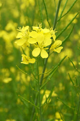 Mustard flower field is full blooming, yellow mustard field landscape industry of agriculture, mustard flowers closeup photo, Oil seed crop cultivation in Pakistan, Full Blooming Yellow Mustard Flo Dw