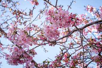 Close-up view of blooming pink plum blossoms against a bright sky during spring in Japan. The soft focus and upward angle highlight the beauty and delicacy of seasonal flowers