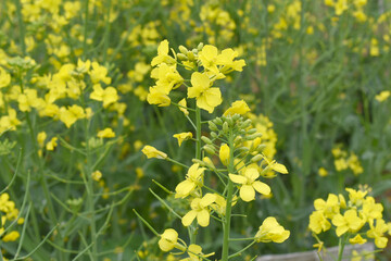Mustard flower field is full blooming, yellow mustard field landscape industry of agriculture, mustard flowers closeup photo, Oil seed crop cultivation in Pakistan, Full Blooming Yellow Mustard Flo Dw