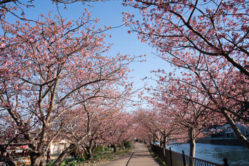 Close-up view of blooming pink plum blossoms against a bright sky during spring in Japan. The soft focus and upward angle highlight the beauty and delicacy of seasonal flowers in full bloom.
