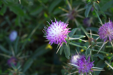 Centaurea iberica, commonly known as Iberian knapweed or Iberian star-thistle, is a herbaceous plant in the Asteraceae family, Close-up of iberian star thistle flowers, Flower of the Escobera