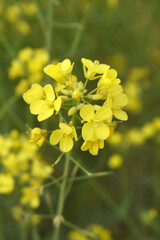 Mustard flower field is full blooming, yellow mustard field landscape industry of agriculture, mustard flowers closeup photo, Oil seed crop cultivation in Pakistan, Full Blooming Yellow Mustard Flo Dw