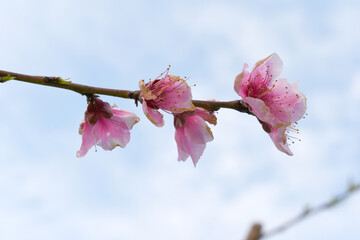 Beautiful Pink Peach Blossoms in a Garden, Pink Peach Flowers Blooming on Peach Tree, Beautiful peach flowers close up - as background, Flowering branch of fruit flower closeup