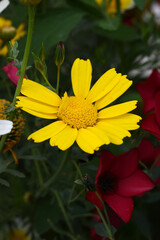 Bright Yellow Crown Daisy, Close-up of a Bright yellow crown daisy flower, blooming in nature, Close-up shot of beautiful yellow Crown Daisy flower (Chrysanthemum coronarium), Crown Daisy,