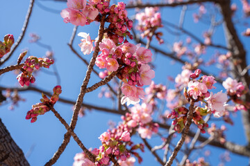 Close-up view of blooming pink plum blossoms against a bright sky during spring in Japan. The soft focus and upward angle highlight the beauty and delicacy of seasonal flowers in full bloom.