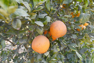 ripe oranges on tree, close-up of a beautiful orange tree with orange, fruit hanging on a tree,...