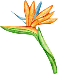 Fototapeta premium watercolor strelitzia flower