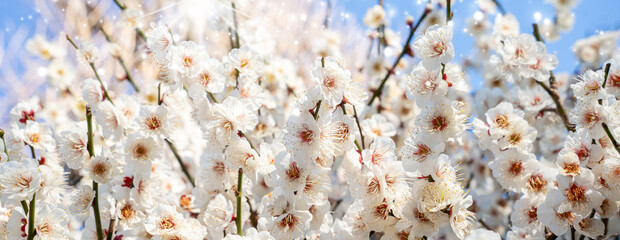Close-up of blooming white plum blossoms in soft sunlight, symbolizing the arrival of early spring in Japan. The delicate petals and gentle bokeh create a dreamy, serene atmosphere in nature.