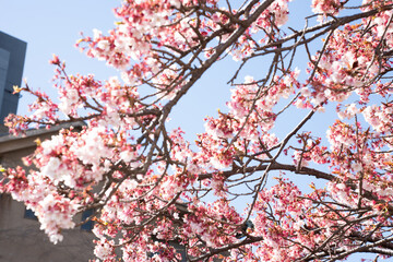 Close-up view of blooming pink plum blossoms against a bright sky during spring in Japan. The soft focus and upward angle highlight the beauty and delicacy of seasonal flowers in full bloom.
