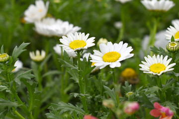 white Common daisy beautiful flowers with blur green background in garden, White beautiful daisies on a field in green grass, Oxeye daisy, Leucanthemum vulgare, Daisies, Dox-eye, Dog daisy in nature