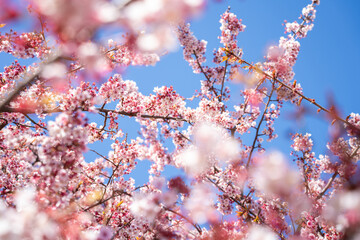 Close-up view of blooming pink plum blossoms against a bright sky during spring in Japan. The soft focus and upward angle highlight the beauty and delicacy of seasonal flowers in full bloom.