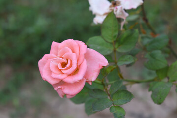 Beautiful pink rose flower closeup in garden, A very beautiful pink yellow rose flower bloomed on the rose tree, Rose flower closeup, bloom flowers, Natural spring flower floral background