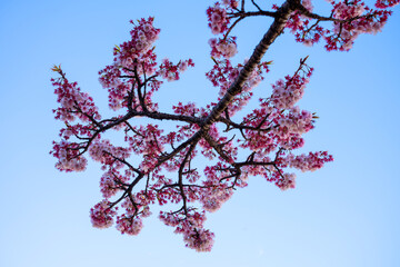 Close-up view of blooming pink plum blossoms against a bright sky during spring in Japan. The soft focus and upward angle highlight the beauty and delicacy of seasonal flowers in full bloom.