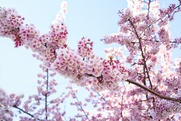 Close-up view of blooming pink plum blossoms against a bright sky during spring in Japan. The soft focus and upward angle highlight the beauty and delicacy of seasonal flowers in full bloom.