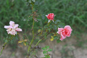 Beautiful pink rose flower closeup in garden, A very beautiful pink yellow rose flower bloomed on the rose tree, Rose flower closeup, bloom flowers, Natural spring flower floral background