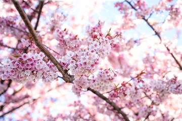 Close-up view of blooming pink plum blossoms against a bright sky during spring in Japan. The soft focus and upward angle highlight the beauty and delicacy of seasonal flowers in full bloom.