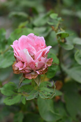 Beautiful pink rose flower closeup in garden, A very beautiful pink yellow rose flower bloomed on the rose tree, Rose flower closeup, bloom flowers, Natural spring flower floral background