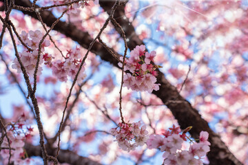Close-up view of blooming pink plum blossoms against a bright sky during spring in Japan. The soft focus and upward angle highlight the beauty and delicacy of seasonal flowers in full bloom.