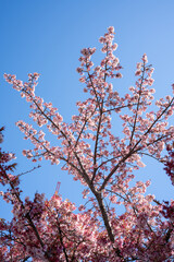 Close-up view of blooming pink plum blossoms against a bright sky during spring in Japan. The soft focus and upward angle highlight the beauty and delicacy of seasonal flowers in full bloom.