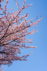 Close-up view of blooming pink plum blossoms against a bright sky during spring in Japan. The soft focus and upward angle highlight the beauty and delicacy of seasonal flowers in full bloom.