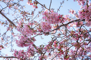 Close-up view of blooming pink plum blossoms against a bright sky during spring in Japan. The soft focus and upward angle highlight the beauty and delicacy of seasonal flowers in full bloom.