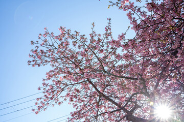 Close-up view of blooming pink plum blossoms against a bright sky during spring in Japan. The soft focus and upward angle highlight the beauty and delicacy of seasonal flowers in full bloom.