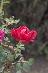 Beautiful red rose flower closeup in garden, A very beautiful red rose flower bloomed on the rose tree, Rose flower closeup, bloom flowers, Natural spring flower, Natural floral background,