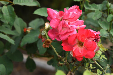 Obraz premium Beautiful red rose flower closeup in garden, A very beautiful red rose flower bloomed on the rose tree, Rose flower closeup, bloom flowers, Natural spring flower, Natural floral background,