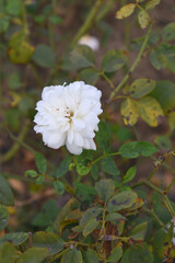 Beautiful white rose flower closeup in garden, A very beautiful white rose flower bloomed on the rose tree, Rose flower closeup, bloom flowers, Natural spring flower, Natural floral background,