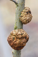 Tree bark shows cancer nodules affecting plant health in natural environment