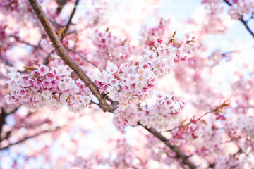 Obraz premium Close-up view of blooming pink plum blossoms against a bright sky during spring in Japan. The soft focus and upward angle highlight the beauty and delicacy of seasonal flowers in full bloom.